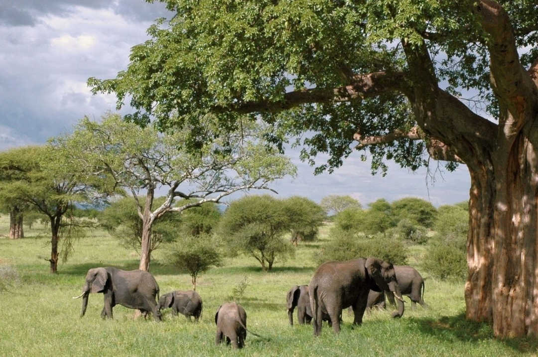11 Days Safari Tanzania 5
