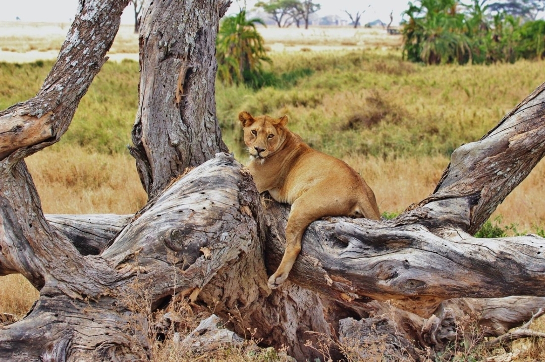 11 Days Safari Tanzania 7