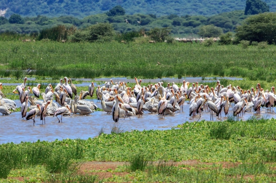 11 Days Safari Tanzania 9