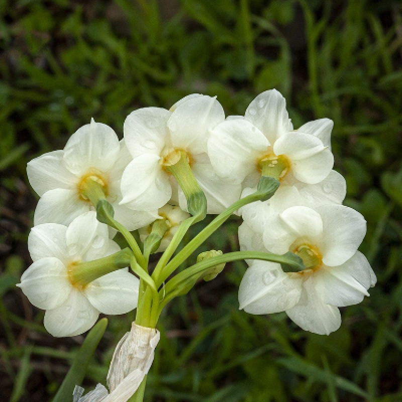 Daily Daffodil Collection Tour 3