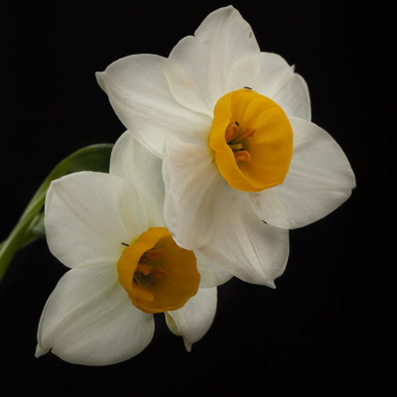 Daily Daffodil Collection Tour 4