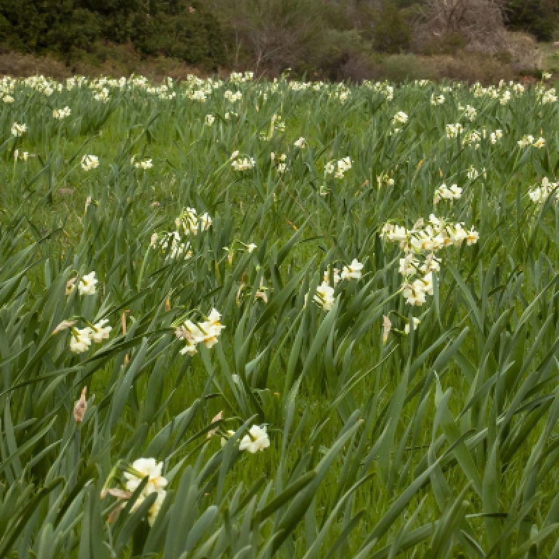 Daily Daffodil Collection Tour 5