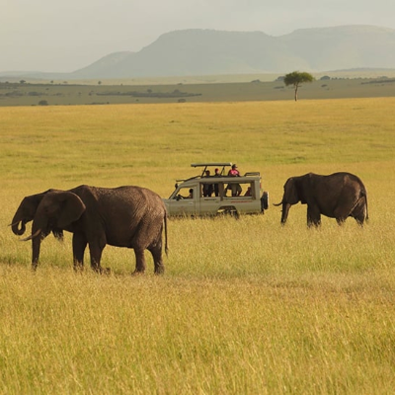 Scenic Kenya Simba Safari 10