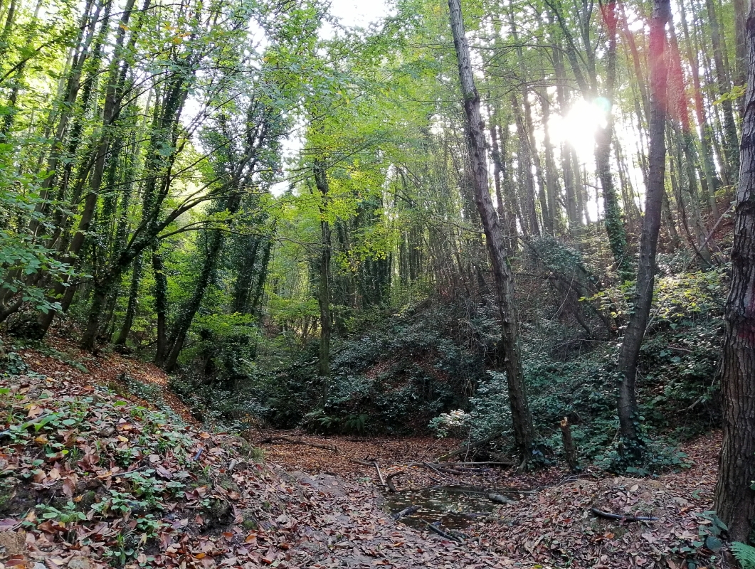 Polonezköy Village Day Tour – Nature, History & Traditional Turkish-Polish Culture 10