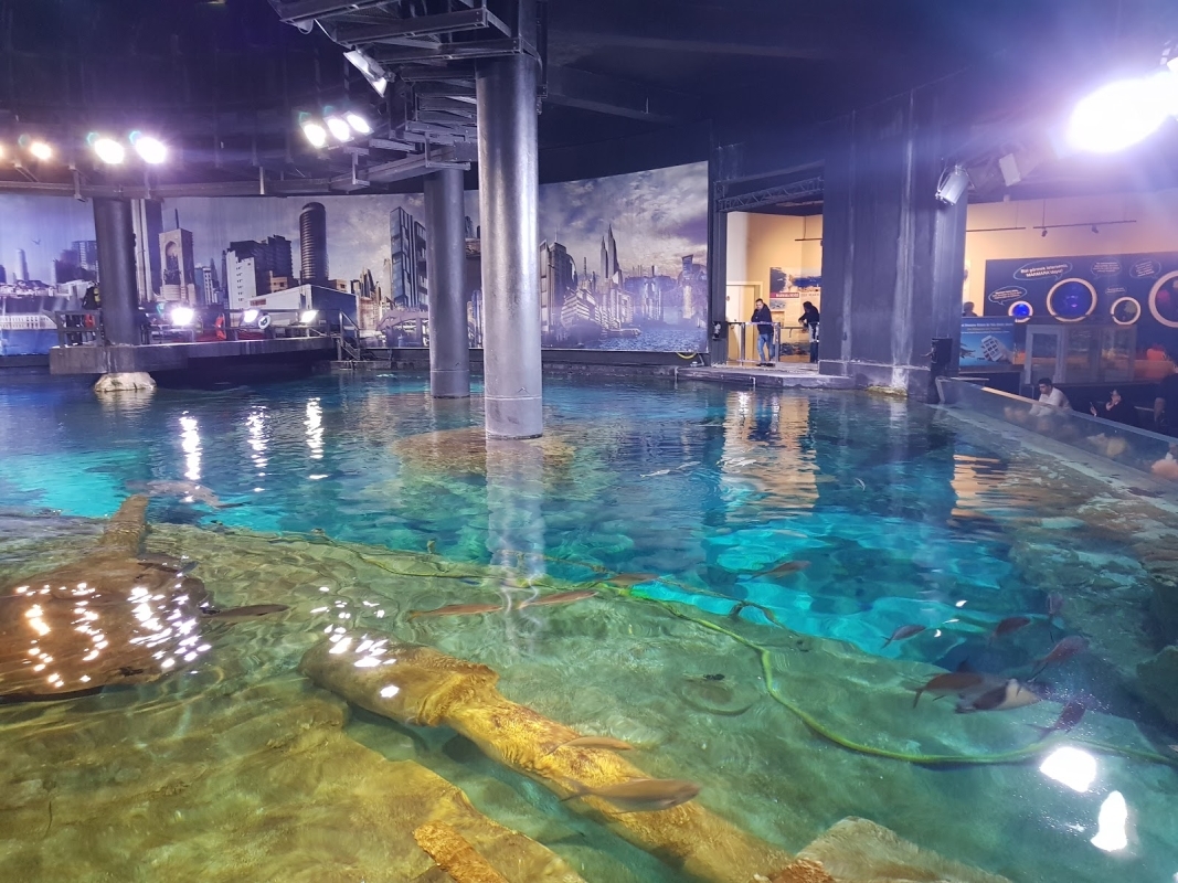 Aquarium & Aqua Florya Shopping Mall Tour Istanbul – Family-Friendly Marine Adventure 5