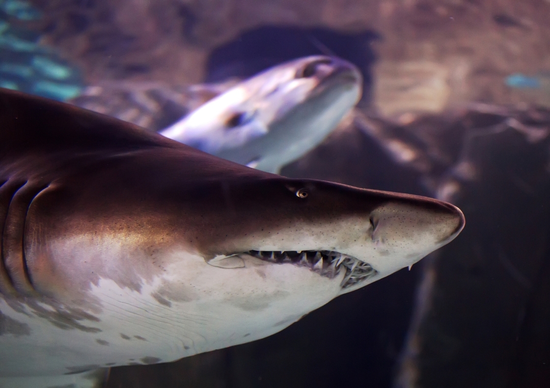 Aquarium & Aqua Florya Shopping Mall Tour Istanbul – Family-Friendly Marine Adventure 6