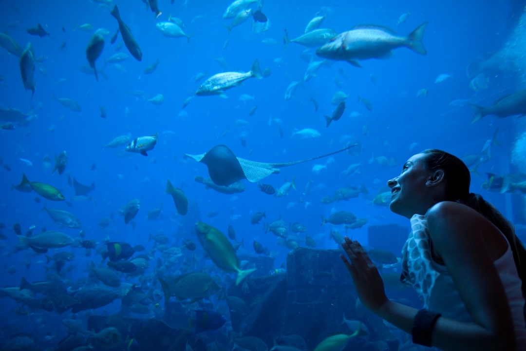 Aquarium & Aqua Florya Shopping Mall Tour Istanbul – Family-Friendly Marine Adventure 1