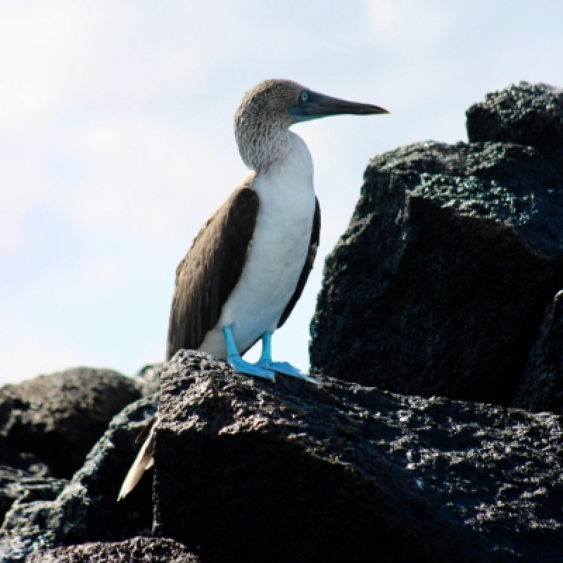 5 Days Galapagos Expedition Tour 8
