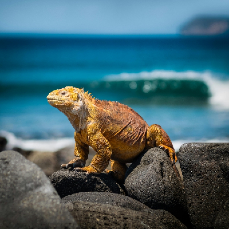 5 Days Galapagos Expedition Tour 9