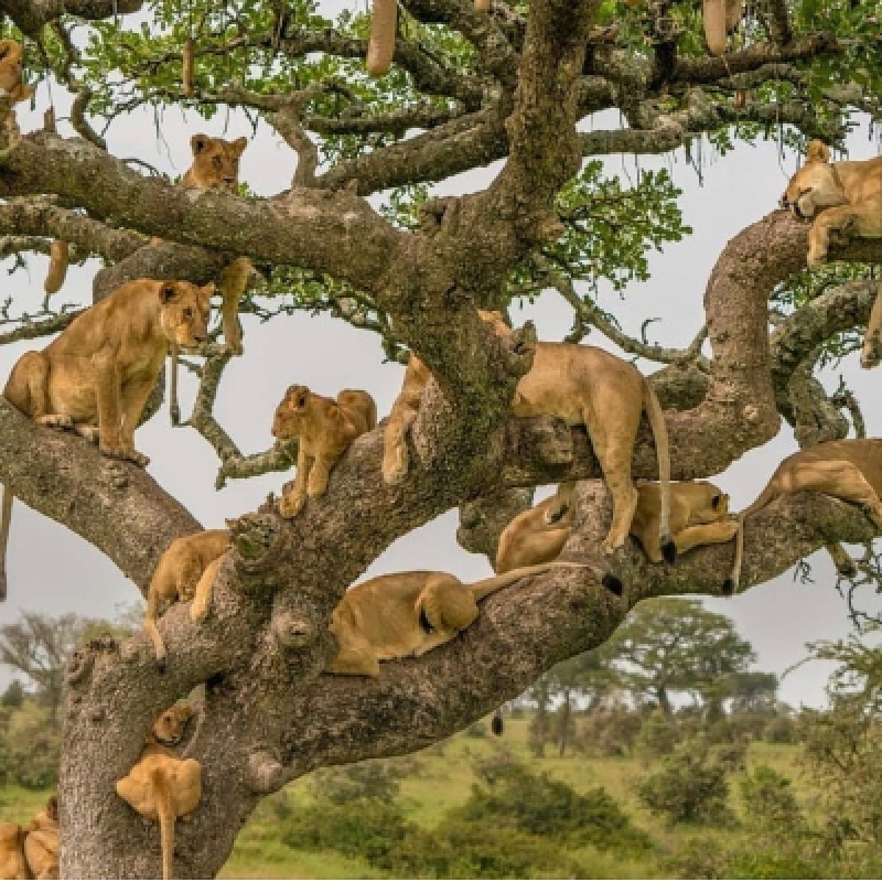 Big Five Safari and Zanzibar Beach Holiday 1