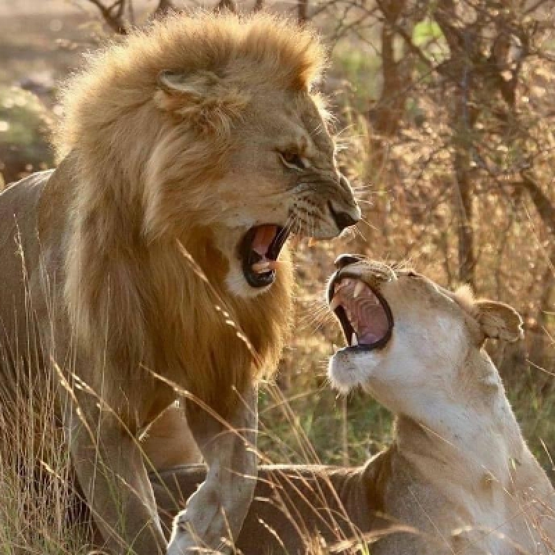 Big Five Safari and Zanzibar Beach Holiday 6