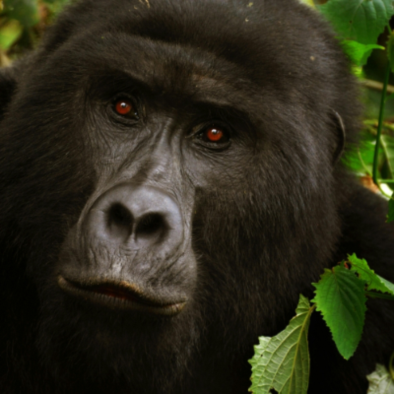 Lowland Gorillas trek in Kahuzi-Biega (3days/2nights) 1