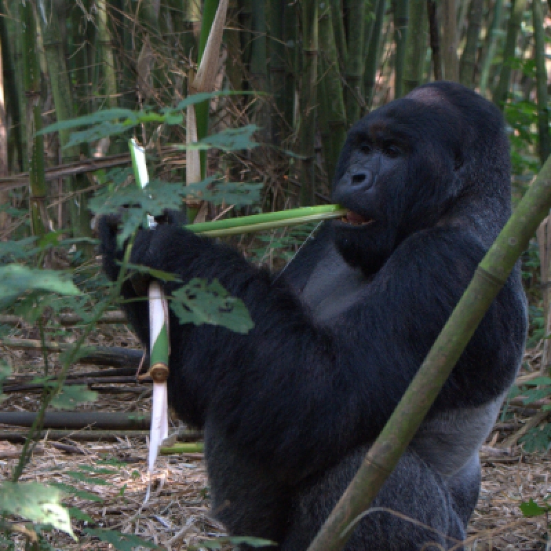 Lowland Gorillas trek in Kahuzi-Biega (3days/2nights) 2