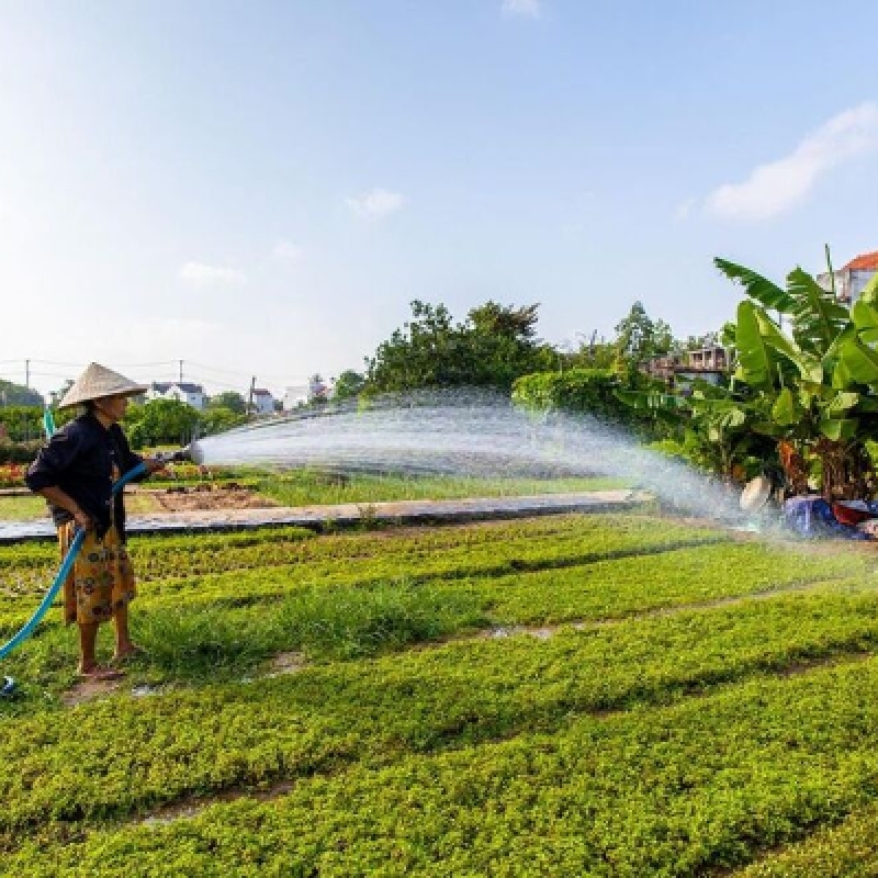 Tra Que Village Afternoon Cooking Farming Tour with Bike Ride in Hoi An 2