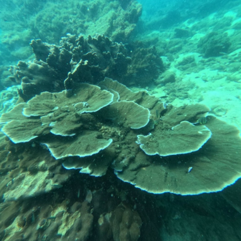 Explore Coral Park with Phu Quoc Seawalker Underwater Tour 7