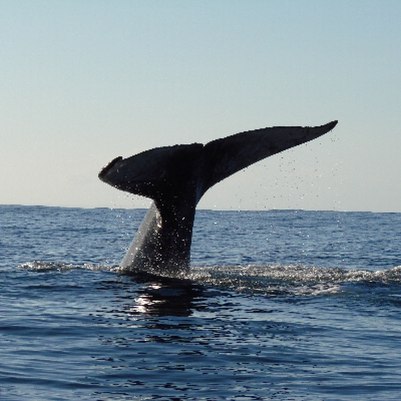 Whale discovery 1