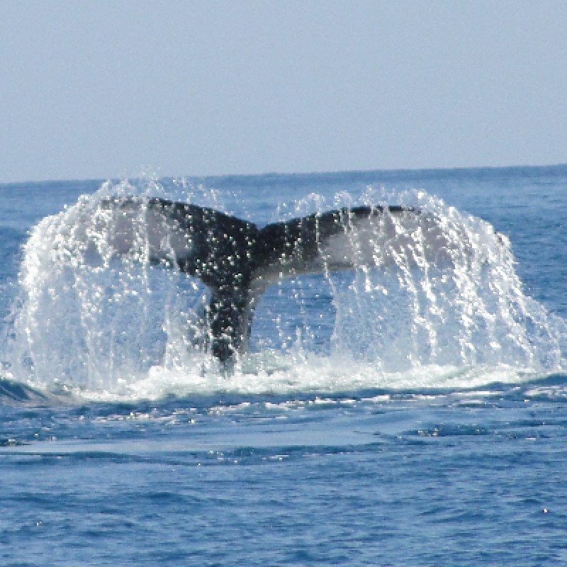Whale discovery 3