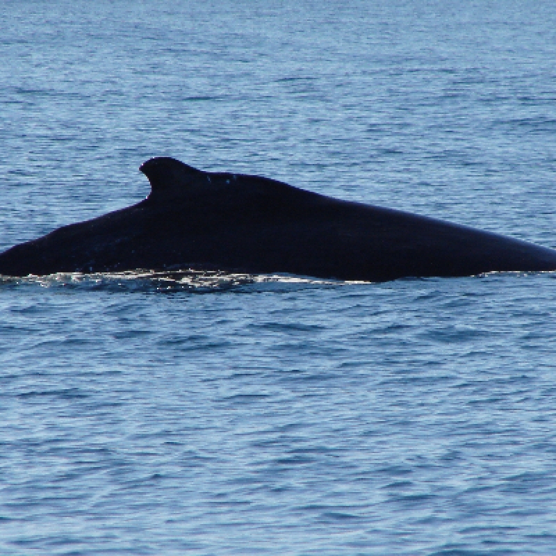 Whale discovery 6