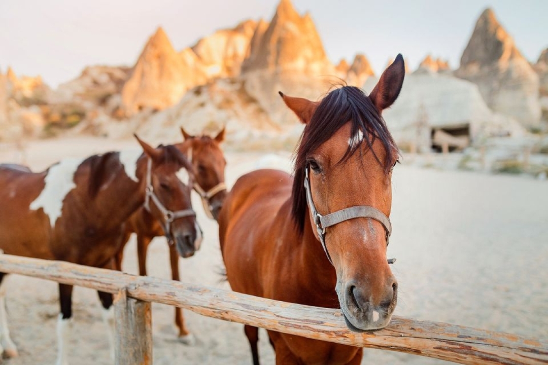 Cappadocia Horseback Riding with Sunrise Or Sunset Option 4