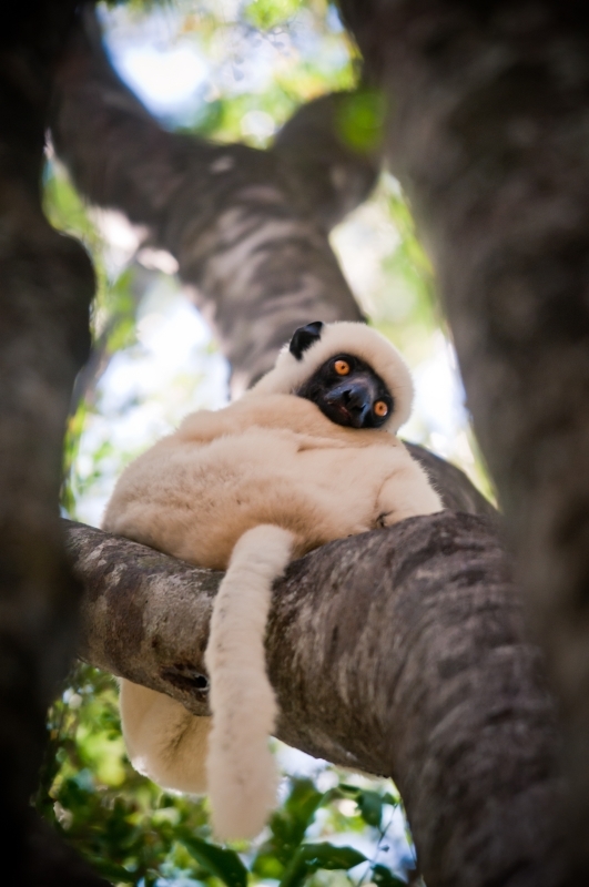 The Eastern Madagascar wonder 4