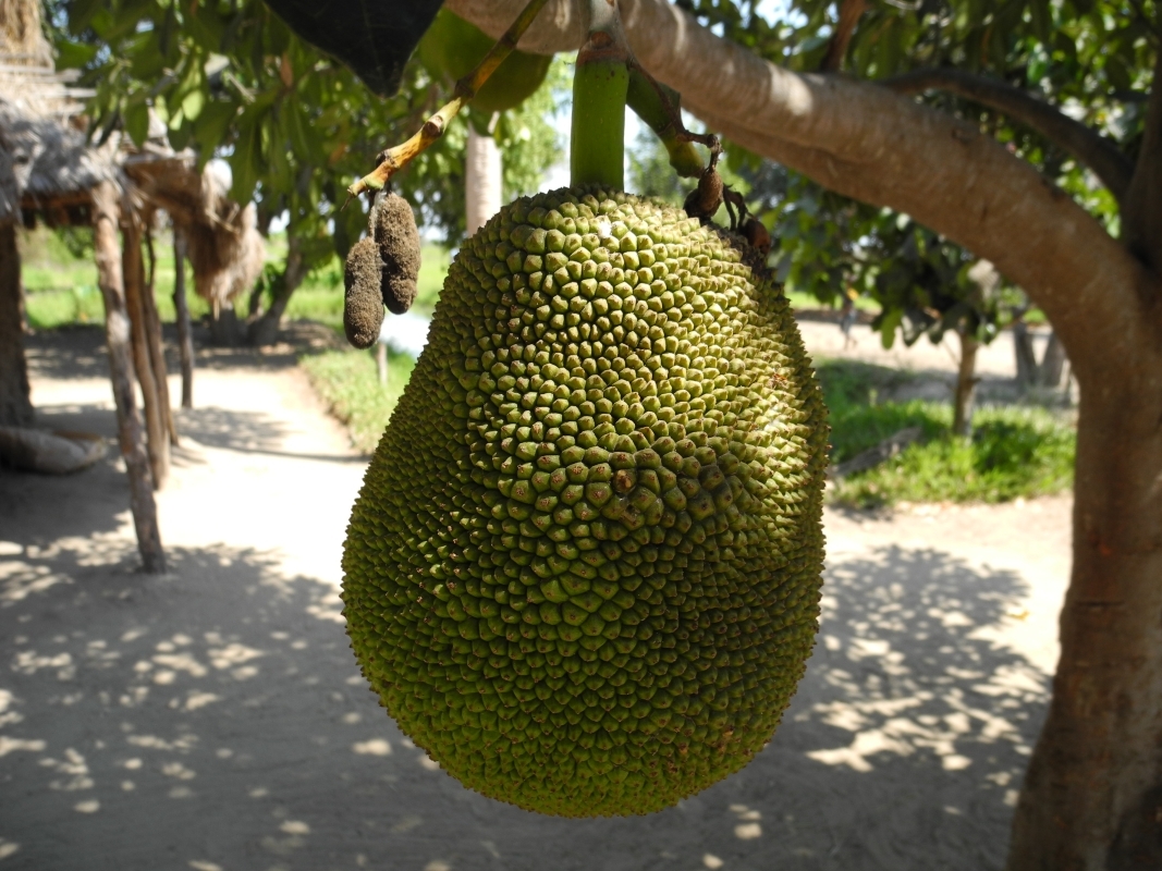 The Eastern Madagascar wonder 6