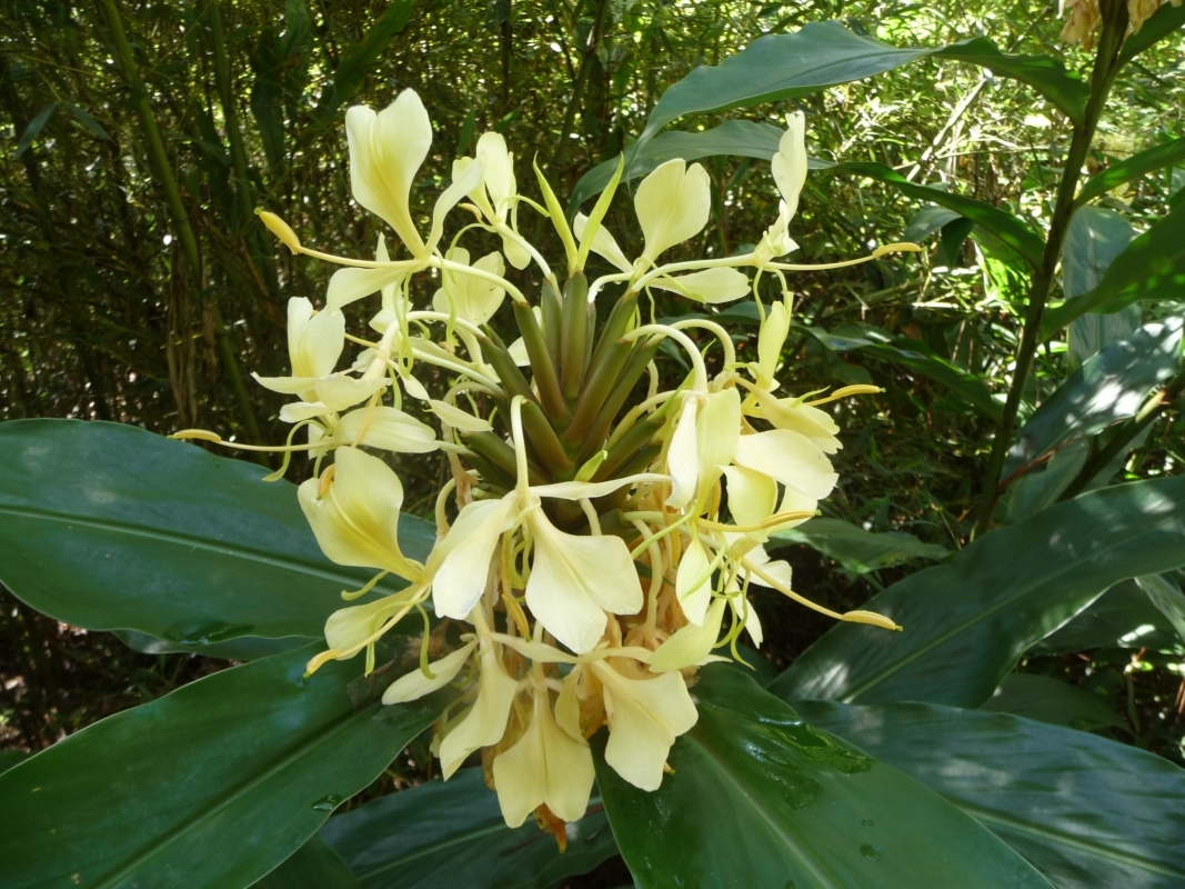 The Eastern Madagascar wonder 8