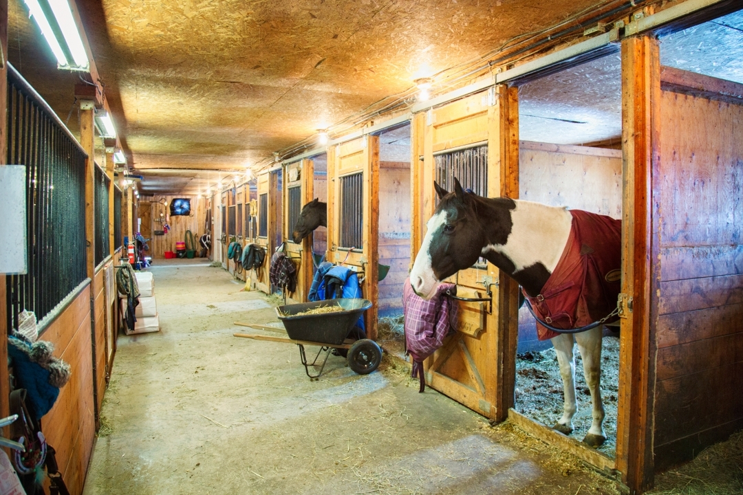 Ephesus Full-Day Tour with Horse Safari from Kusadasi Cruise Port max 10 people 4