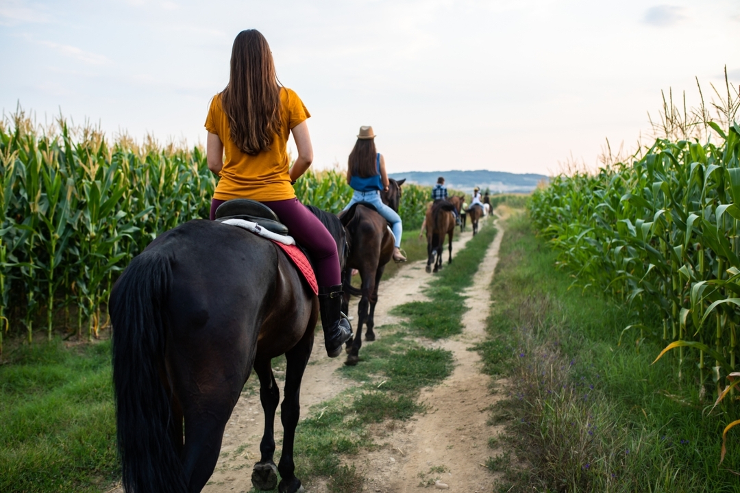 Ephesus Full-Day Tour with Horse Safari from Kusadasi Cruise Port max 10 people 5