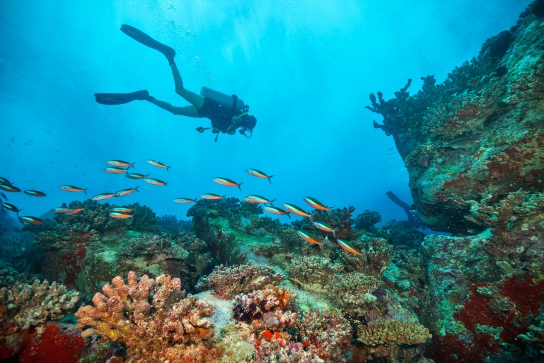 Daily Cesme Scuba Diving Tour 10