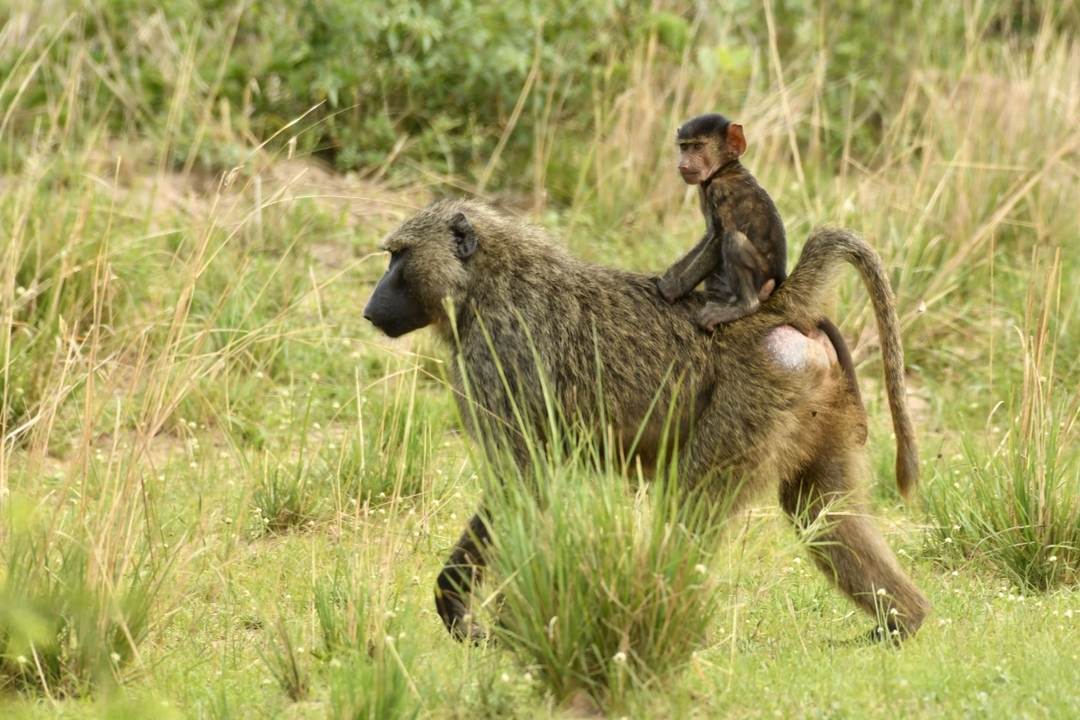 4-Day Gorilla Trekking and Kibale Chimpanzee Tour 3