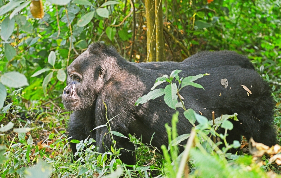 4-Day Gorilla Trekking and Kibale Chimpanzee Tour 5