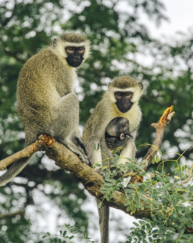 12-Day Budget Trip: Gorillas, Chimps Trekking and Wildlife Safaris 2