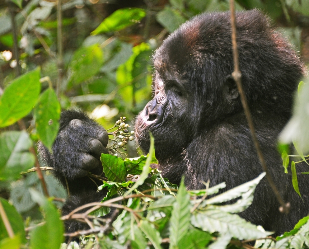 12-Day Budget Trip: Gorillas, Chimps Trekking and Wildlife Safaris 3