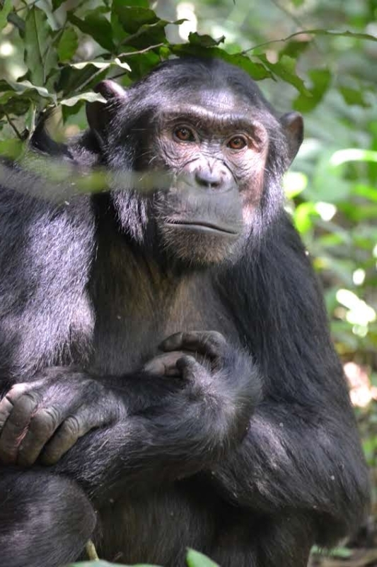 12-Day Budget Trip: Gorillas, Chimps Trekking and Wildlife Safaris 5