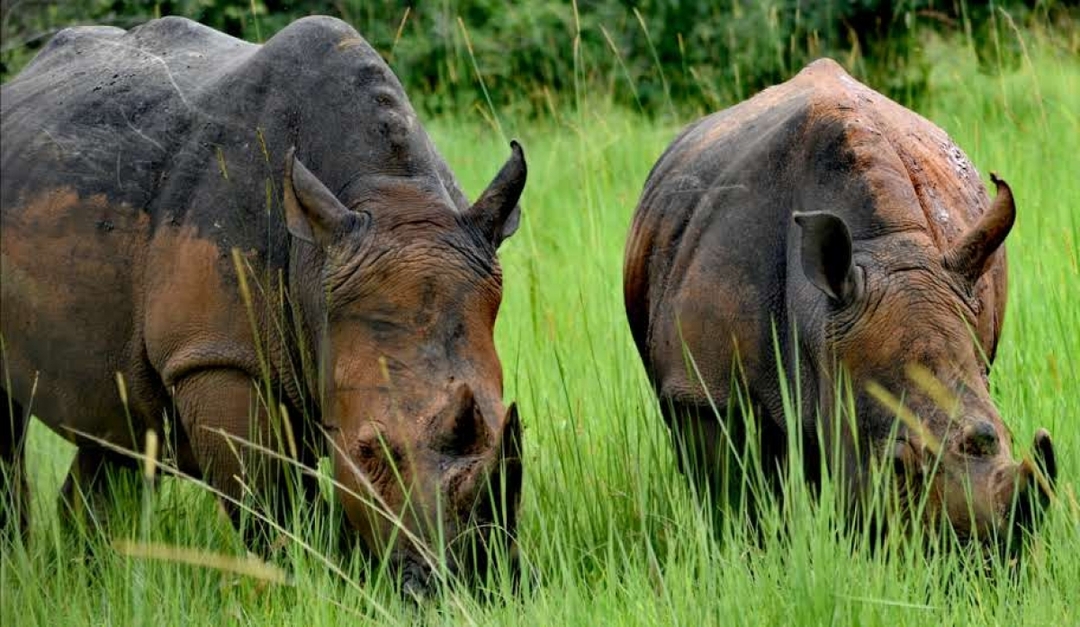 12-Day Budget Trip: Gorillas, Chimps Trekking and Wildlife Safaris 6