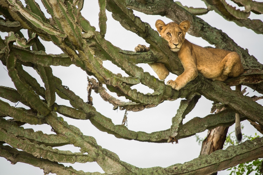 12-Day Budget Trip: Gorillas, Chimps Trekking and Wildlife Safaris 7