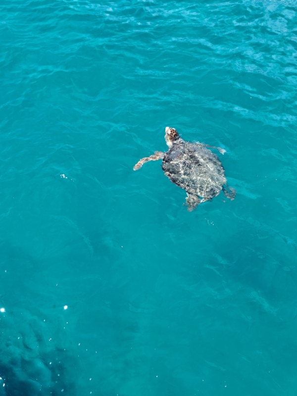 TURTLE SPOTTING, TURTLE ISLAND, KERI CAVES. Zakynthos Island 2