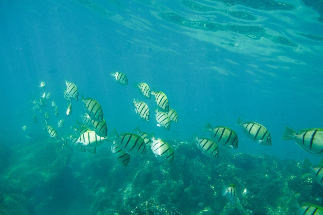 Glass-Bottom Kayaking in Cabo & Snorkeling Tour at Two Bays 8