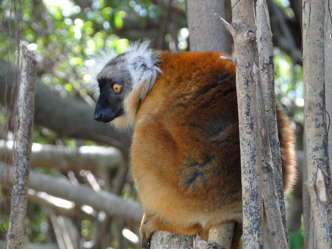 The beautiful lemurs meeting 2