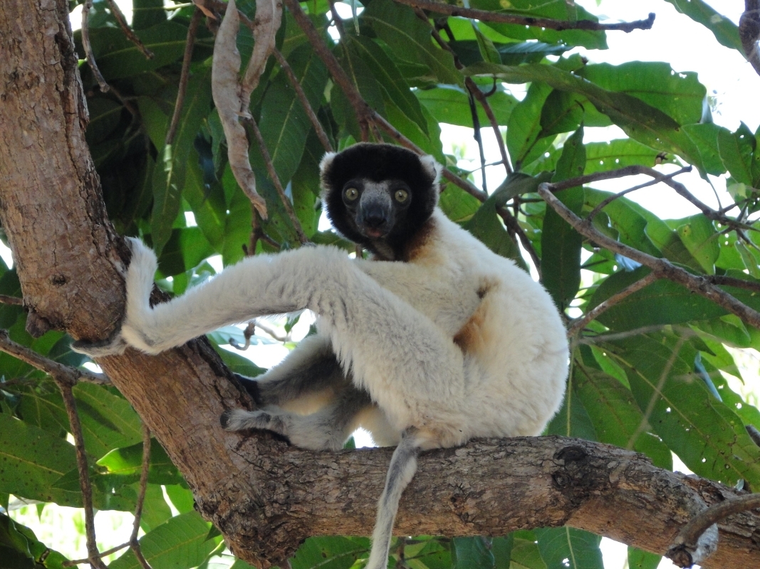 The beautiful lemurs meeting 3