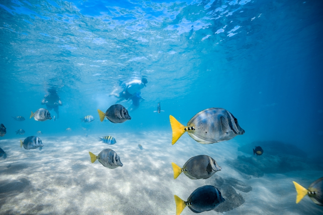 Private Cabo Snorkel Tour 8