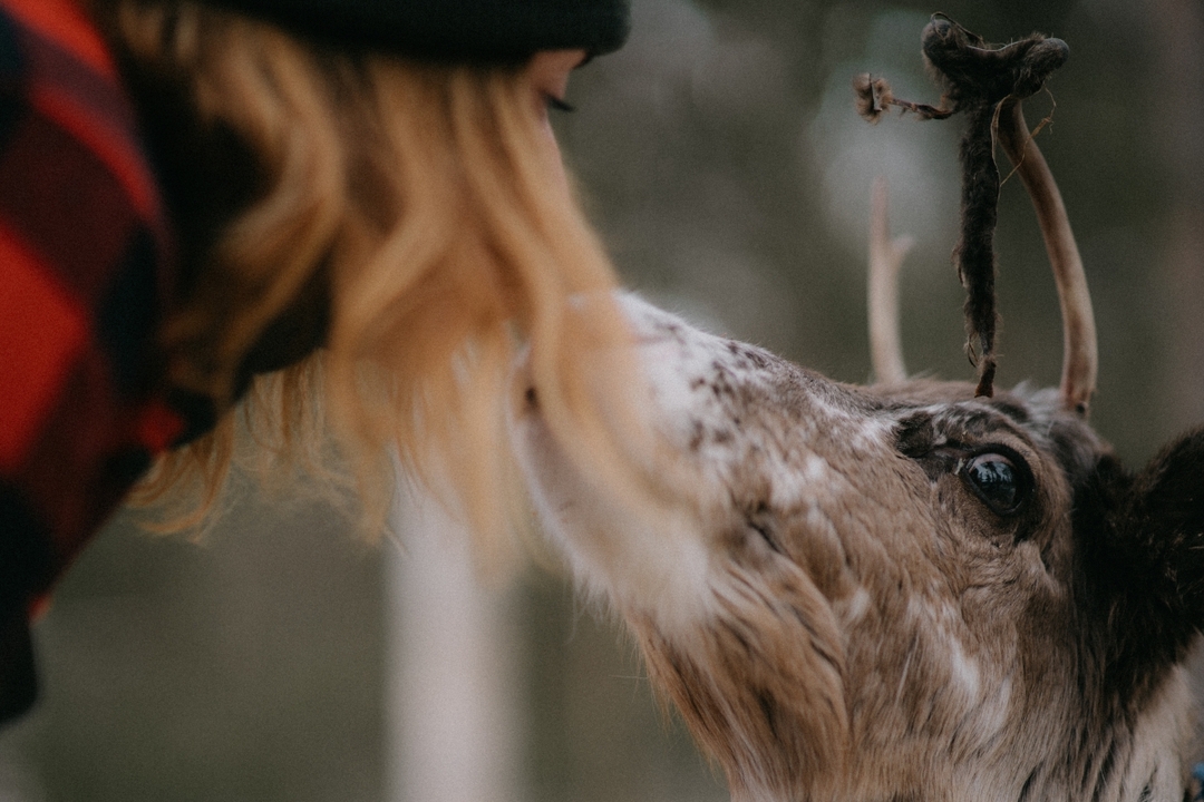 Autumn Hike and Reindeer Farm Visit 2