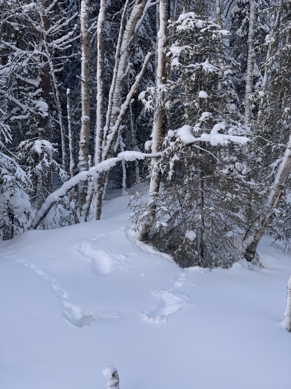 Snowshoeing and Reindeer Farm Visit 4