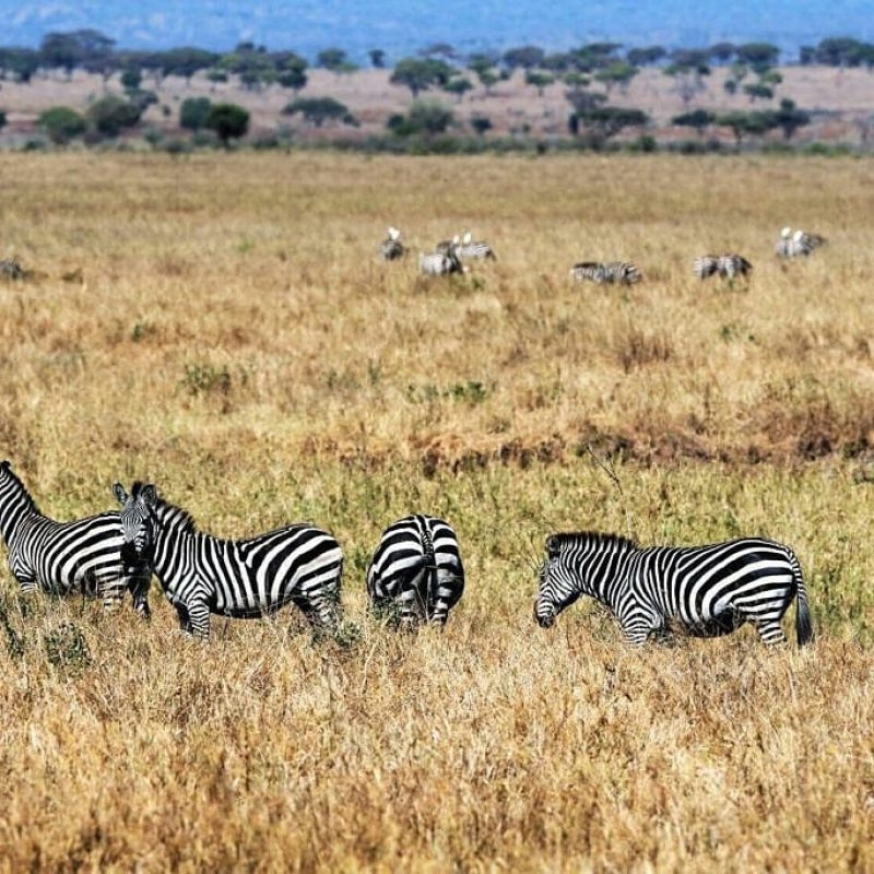 SERENGETI MIGRATION MID RANGE SAFARI 2