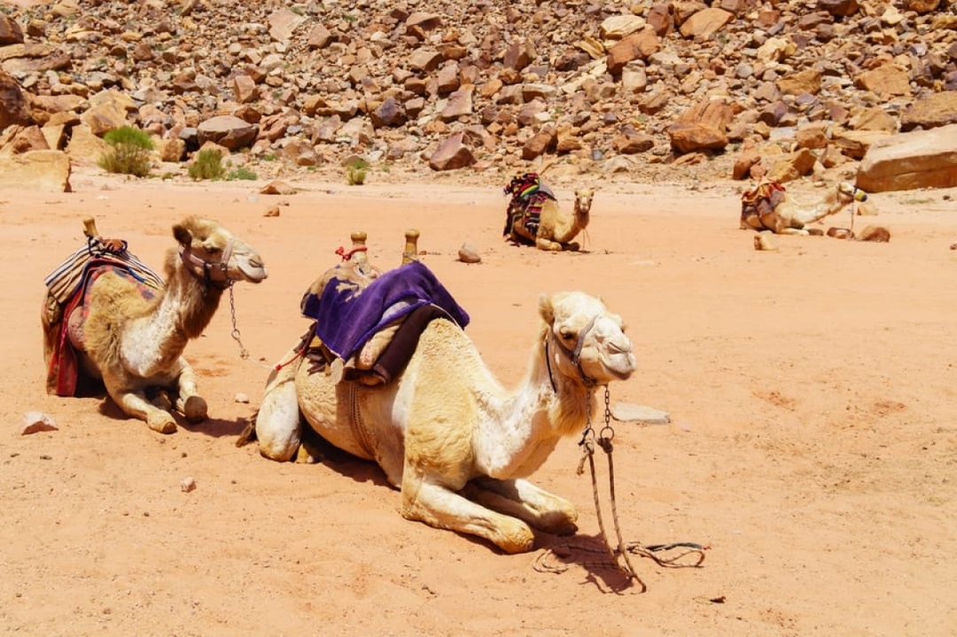 Egypt: 6 - Hour Sharm El Sheikh Quad Bike Safari with Bedouin Dinner and Show 7