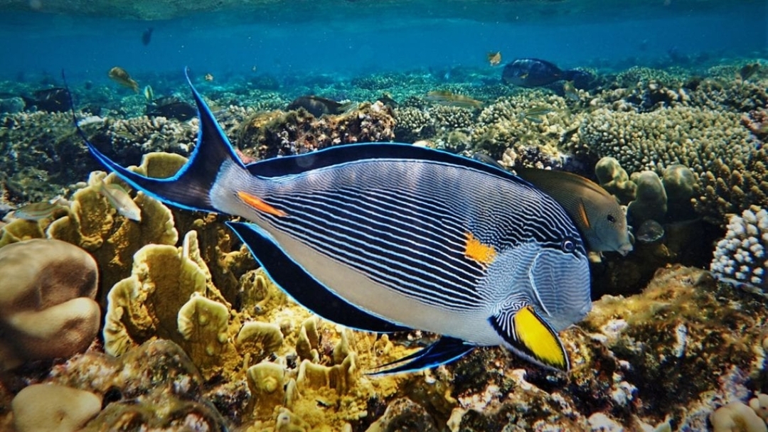 Egypt: 3-Hour Sharm El Sheikh Submarine Tour 8