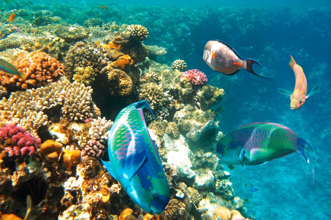 Egypt: 7-Hour Sharm El Sheikh’s Hidden Gem: Ras Mohamed National Park Guided Bus Tour 6