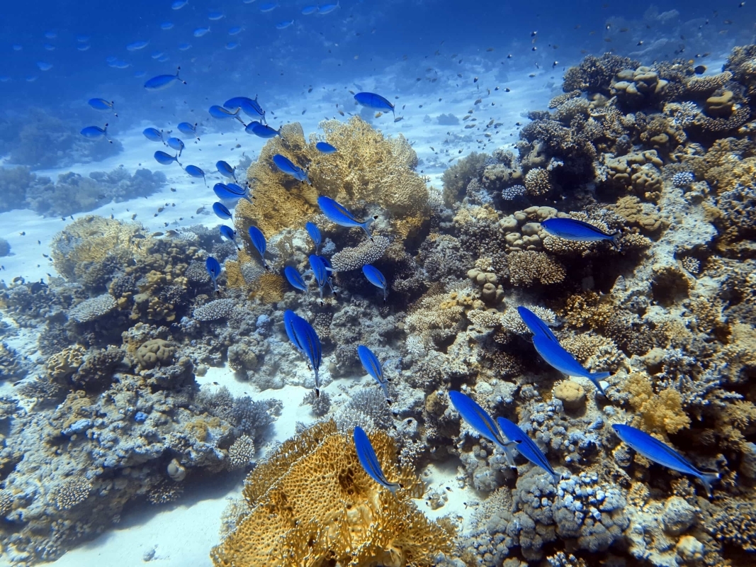 Egypt: 7-Hour Scenic Hurghada Boat Trip with Snorkeling and Lunch 5