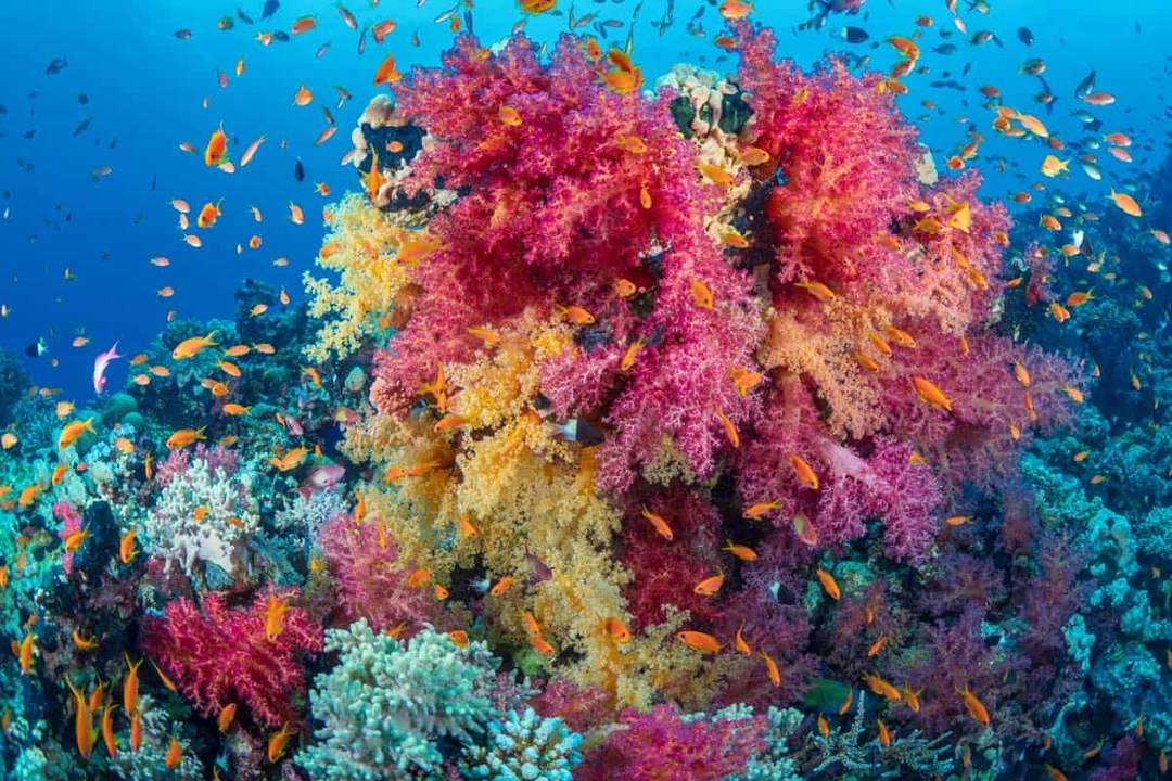 Egypt: 7-Hour Scenic Hurghada Boat Trip with Snorkeling and Lunch 6