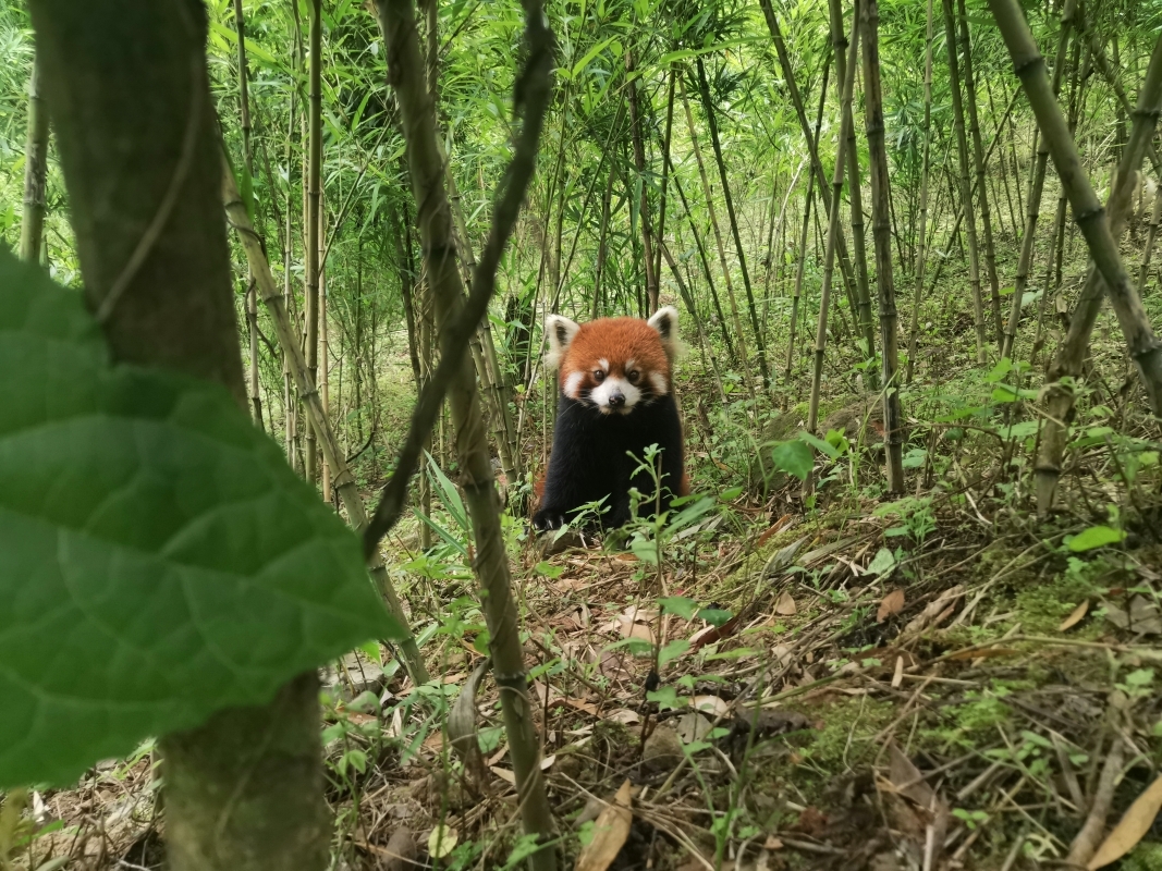 A One-Day Volunteer Experience at the Dujiangyan Panda base 6